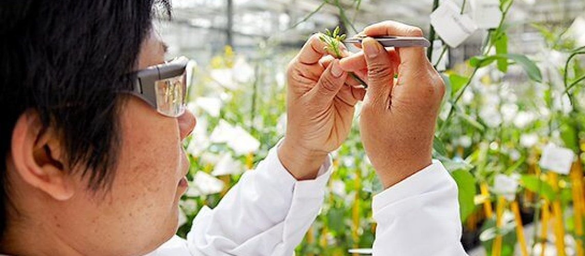 01-plant-breeding-oilseed-rape-as-example.jpg