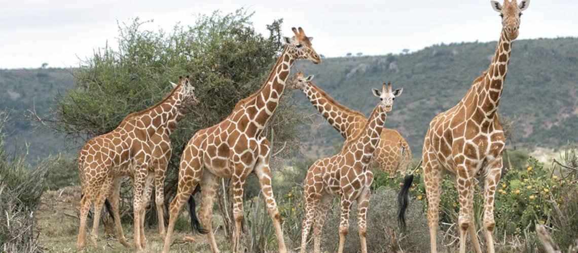 11-1-2018-Giraffes_ZN.jpg