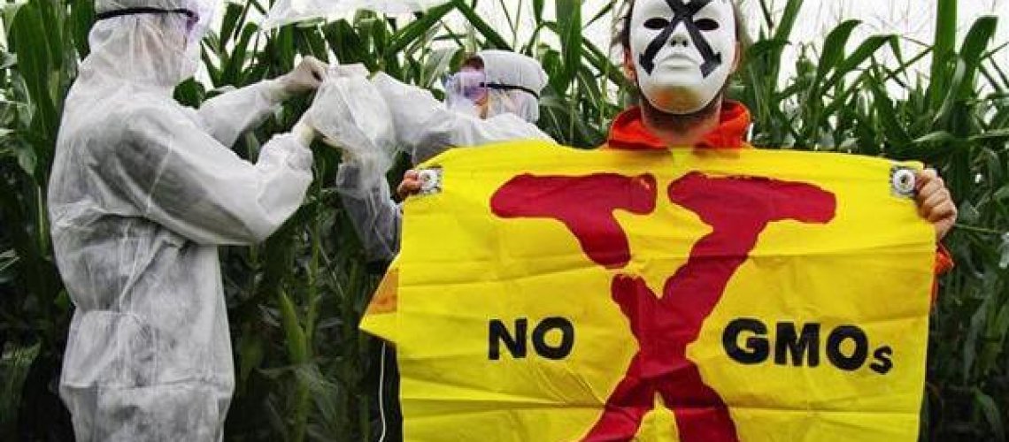 32913_-GMO-16x9.jpg