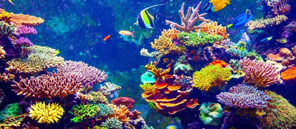 4-26-2018-SunscreenCoralHeader.jpg