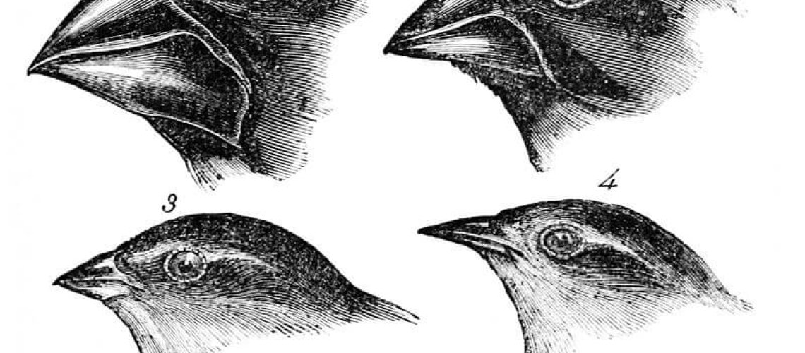 6-11-2018-biobook_mechevolution_graphik_20.jpg