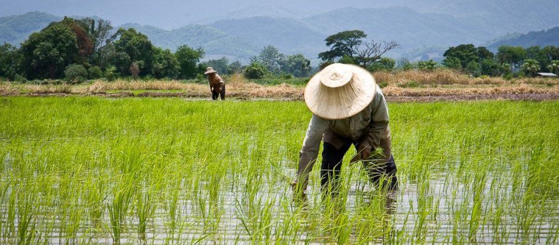 6-17-2018-thailands-rice-farmers.jpg