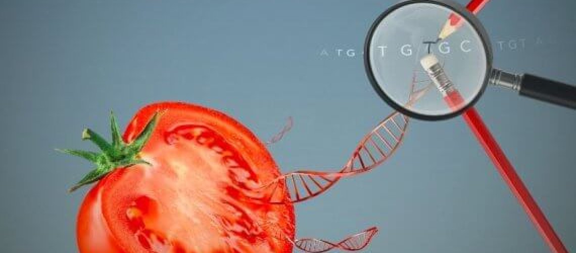 60cfd31e-8fca-4c23-9220-11769d73fc9b_70a2a6e2-cf7a-4be5-a935-36738607b70d_tomaat_genome_editing_bc21c7e1_570x4691_33ccc535_570x469.jpg