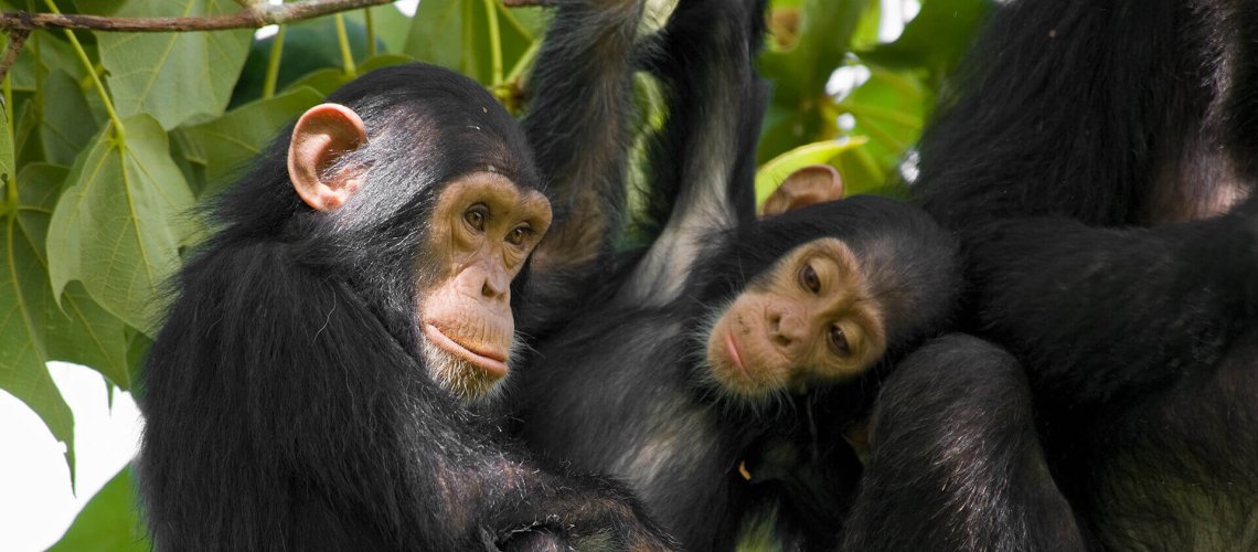 7-11-2018-animals_hero_chimpanzee-1.jpg