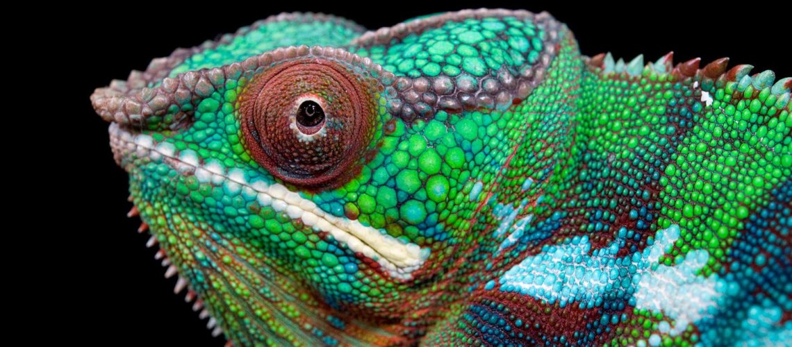 8-23-2018-reptiles-hero.adapt_.1900.1.jpg