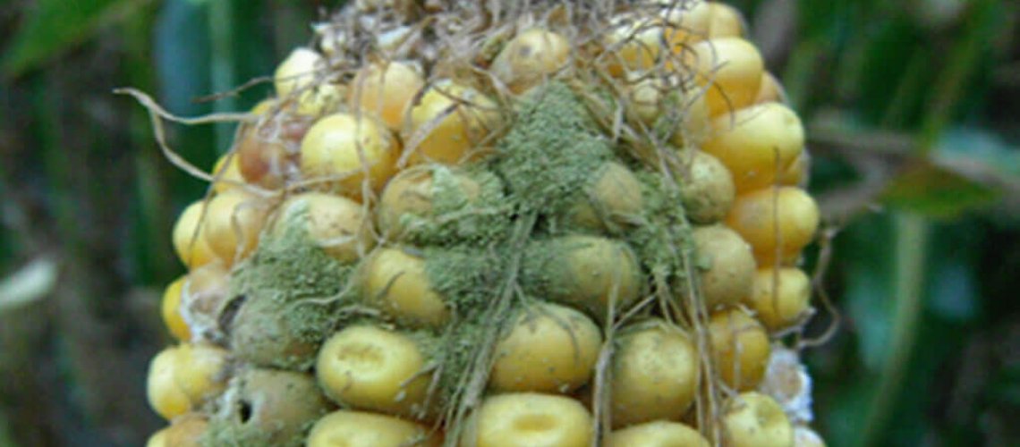 Aflatoxin333345.jpg