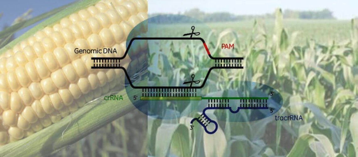 CRISPR-1000x400-e1513650717476.jpg