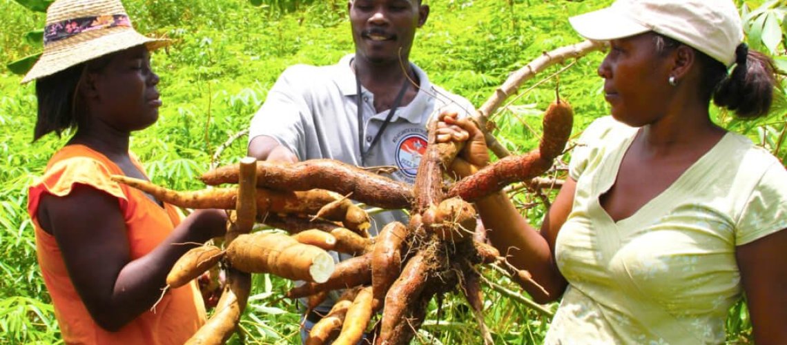 Cassava-USAID-1024x674.jpg