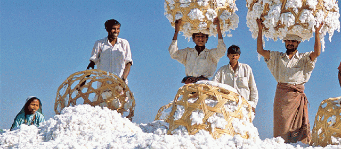 Cotton-BCCL.gif