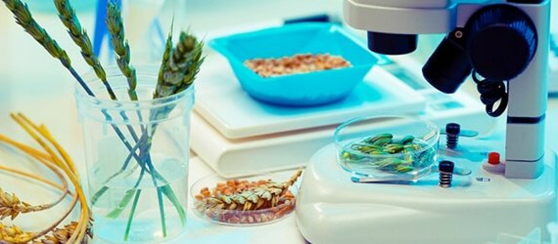 GMOGMcropmicroscope.jpg