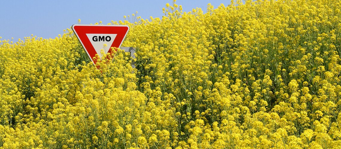 GMOcanola.jpg