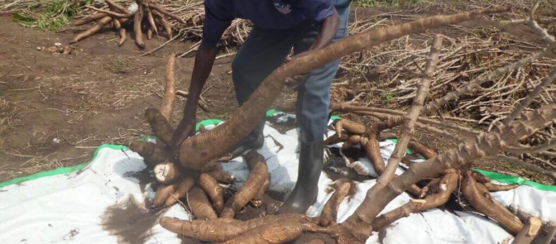 Gmo-cassava-tubers-1024x768.jpg