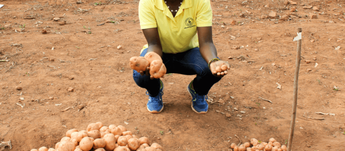 Late-bligh-resistant-potato-3-1024x683-e1526136029711.png