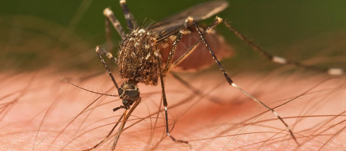 Mosquito_Tasmania_crop.jpg