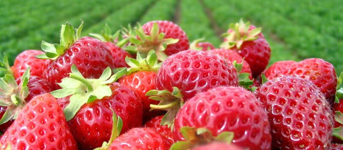 NC-Strawberry-Grower.jpg