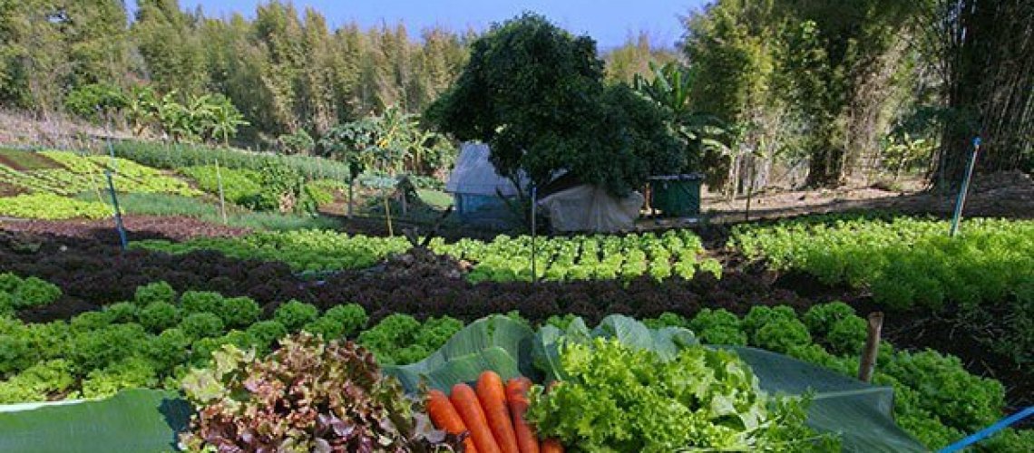 ORGANIC-FARM-1.jpg