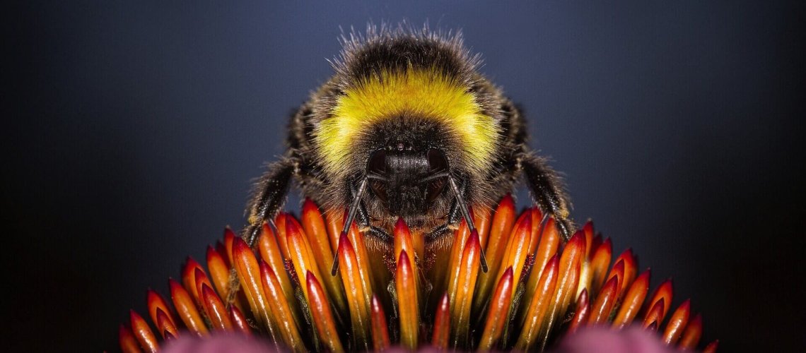 PAN-joins-80-NGOs-in-Neonics-Ban.jpg