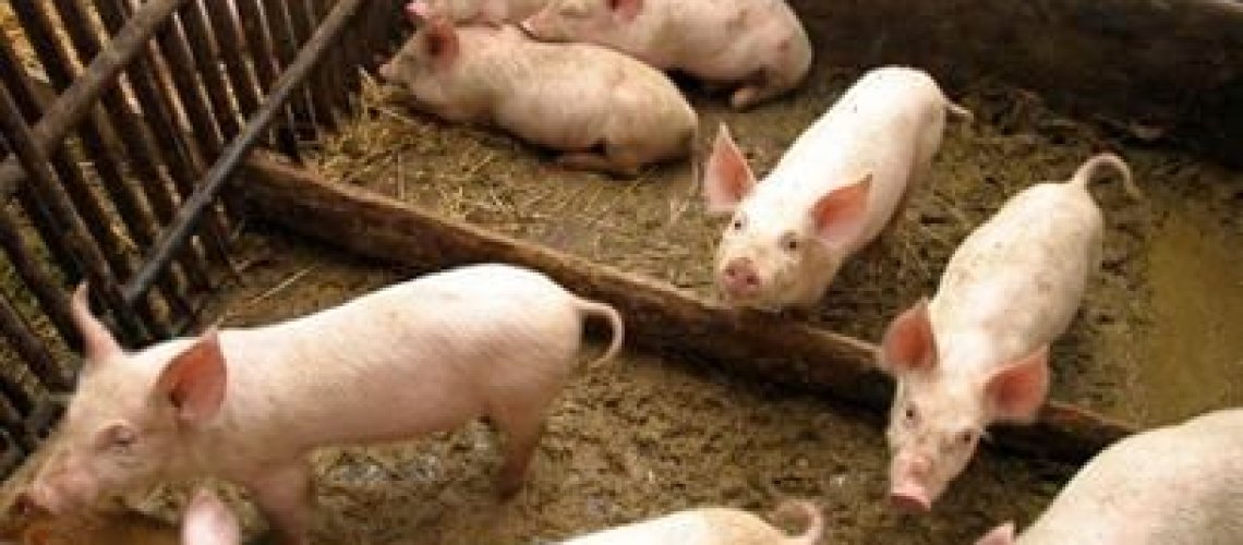 PigsinBarnMain-3.jpg