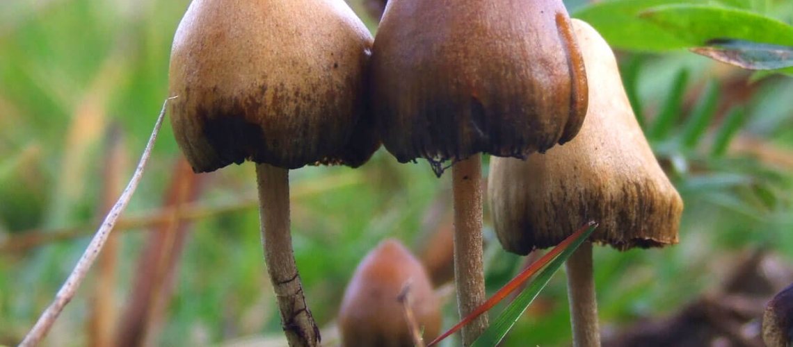 Psilocybe_semilanceata_6514.jpg