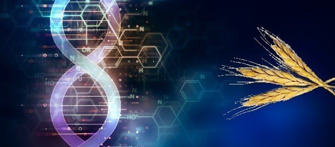 Scientists-unveil-wild-wheat-genome-sequence-boost-food-production_wrbm_large.jpg