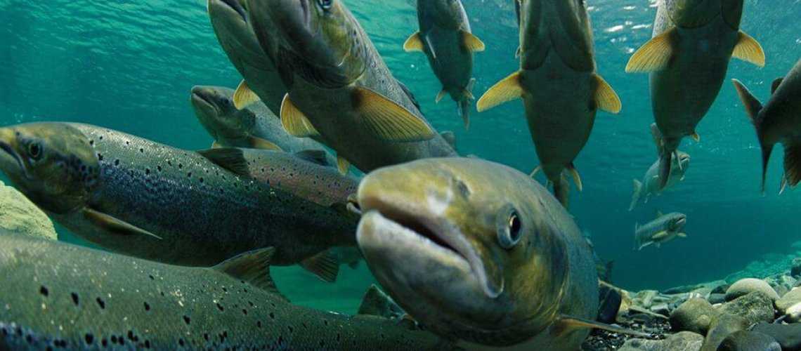 Spawning-Atlantic-Salmon.jpg