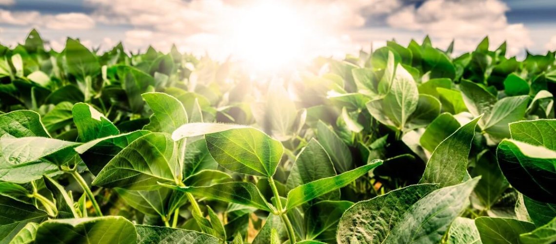 Sunrise-over-a-soybean-field-1200x800.jpg