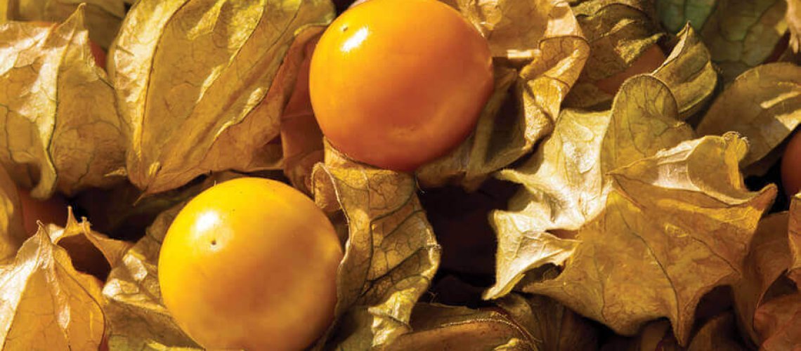 TM809_Aunt-Molly-Ground-Cherry-Seeds.jpg