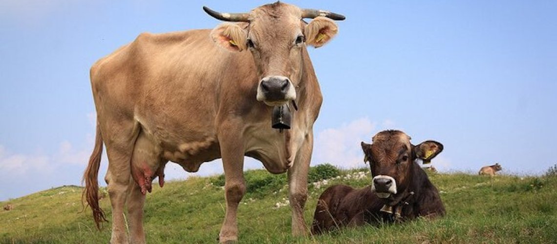 a-df-b-a-c-d-fa-cows-b.jpg