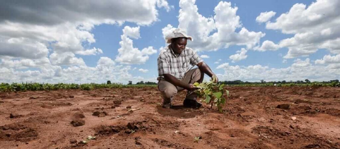 agriculture-afrique-climat-e-x-.jpg