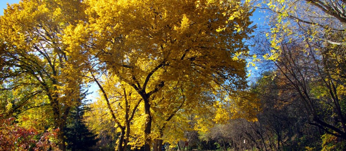 american-elm-trees-park.jpg