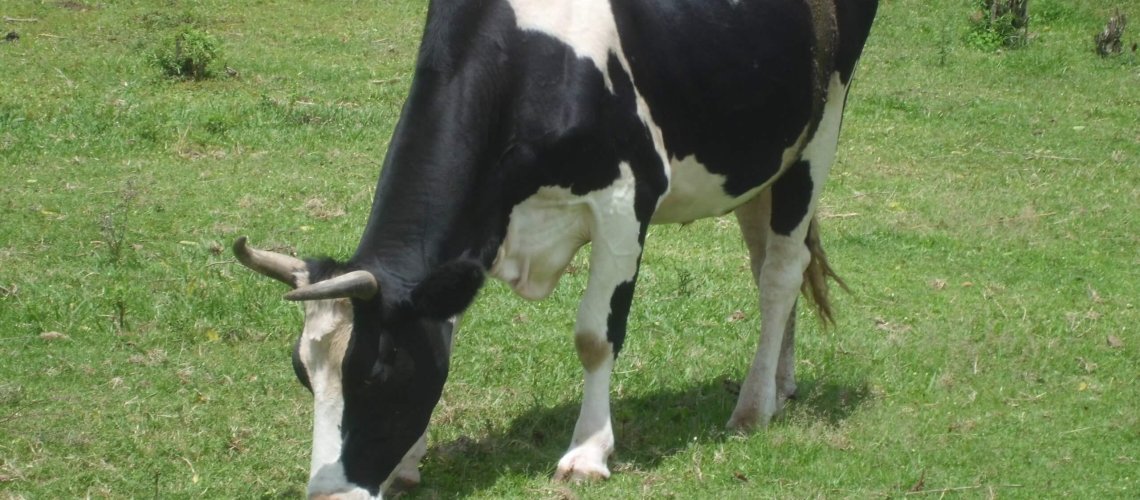 animal-scaled.jpg