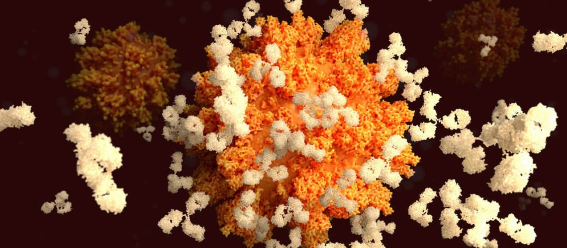 antibody-p.jpg
