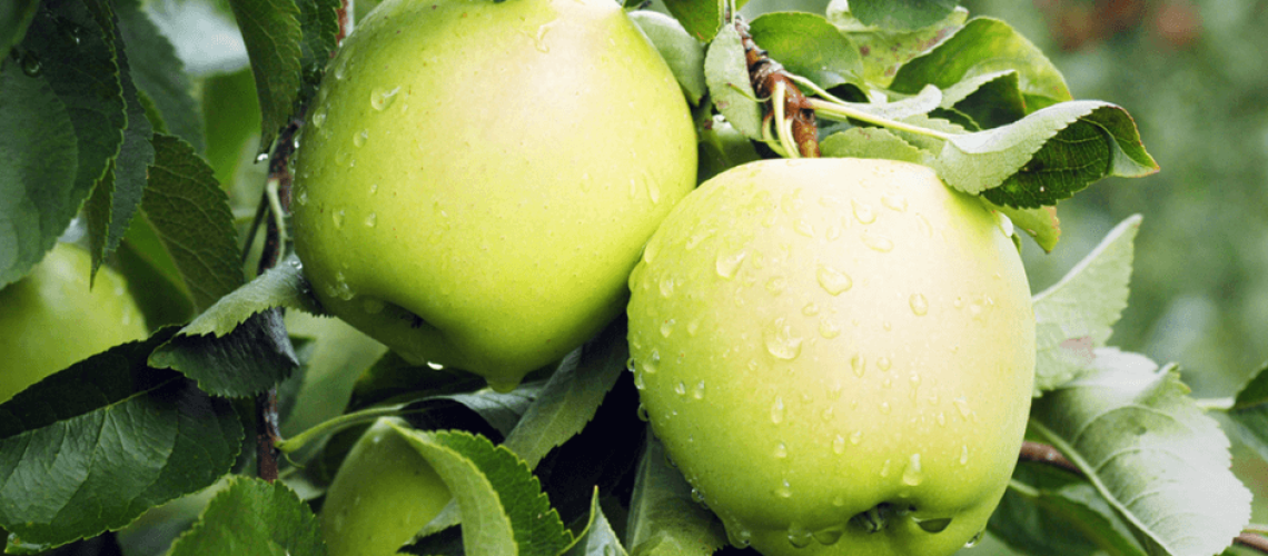 apples-12-12-18.png
