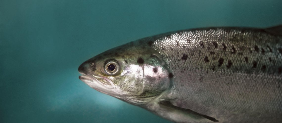 aqb-atlantic-salmon-safe-secure-sustainable.jpg