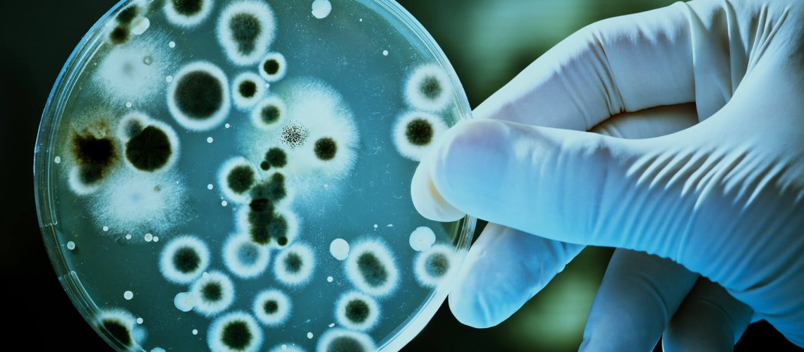 bacteria.jpg
