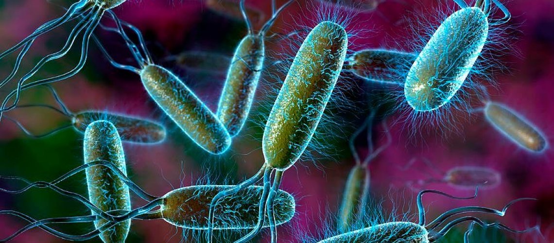 bacteria.jpg