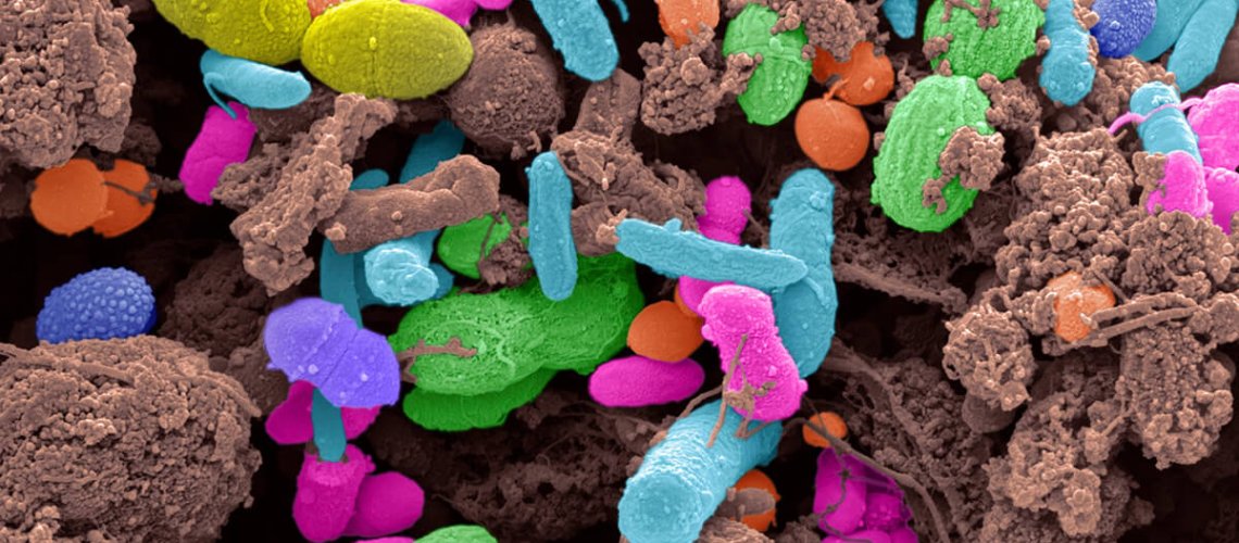 bacteria.jpg