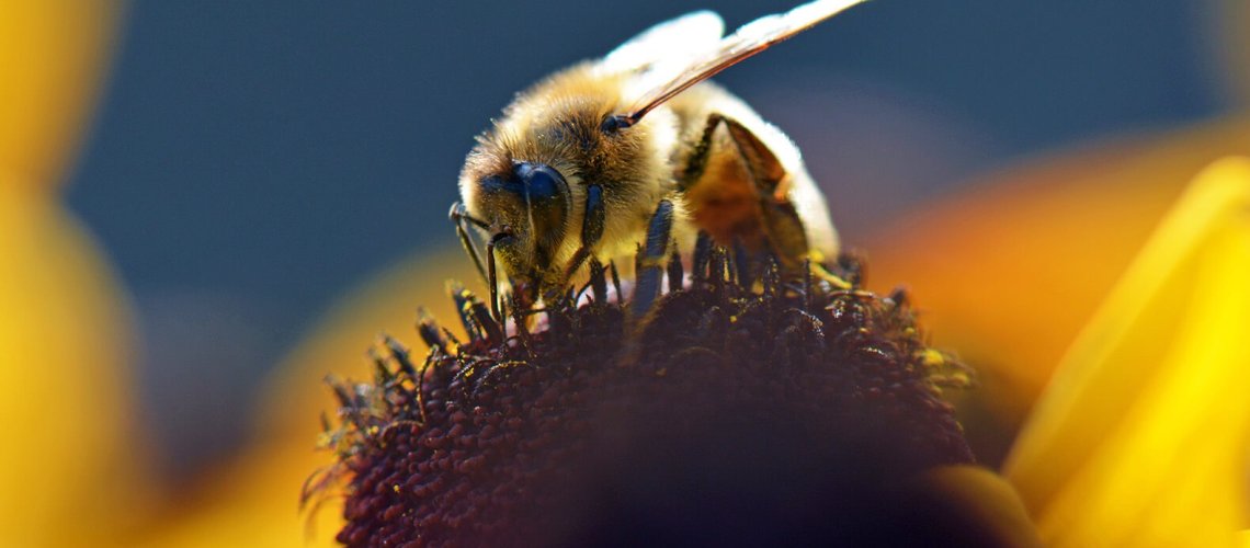 bee-10-2-18.jpg