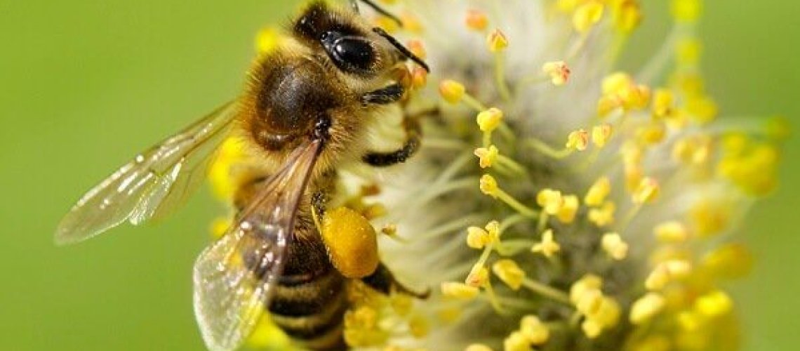 bee-7-30-18.jpg