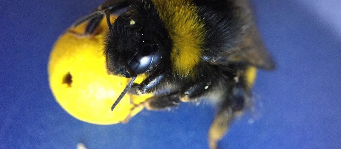 bee.jpg