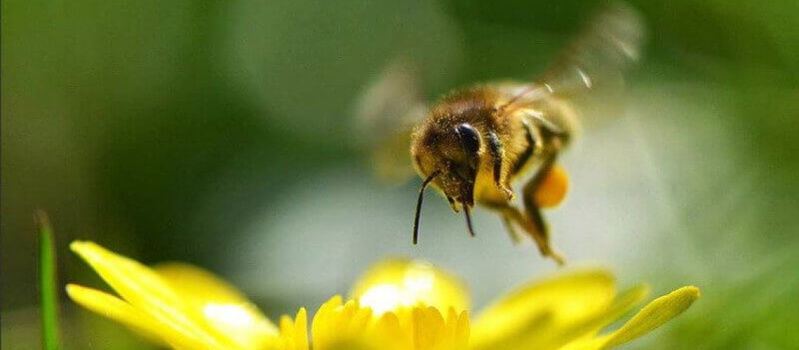 bee.jpg