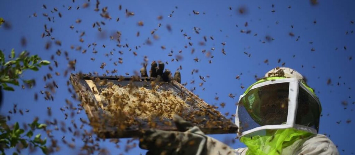 bee-population-decline-1024x682.jpg