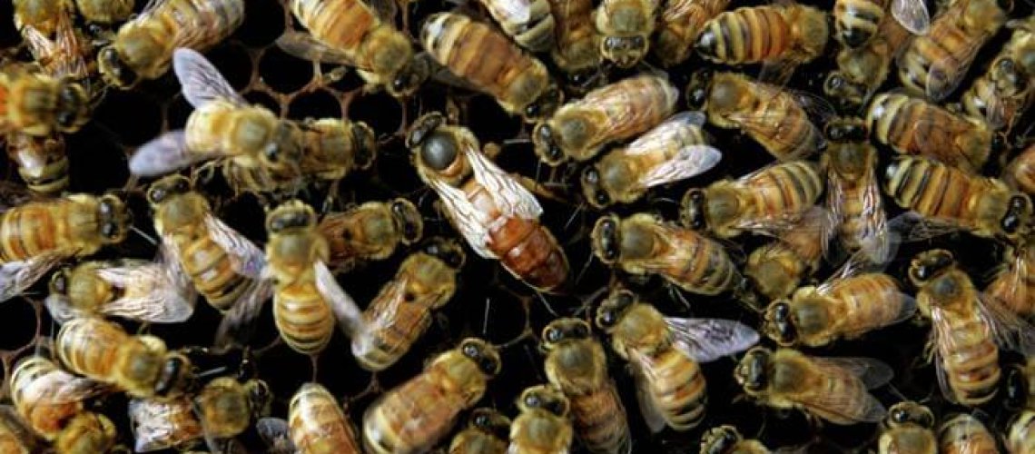 bees.jpg
