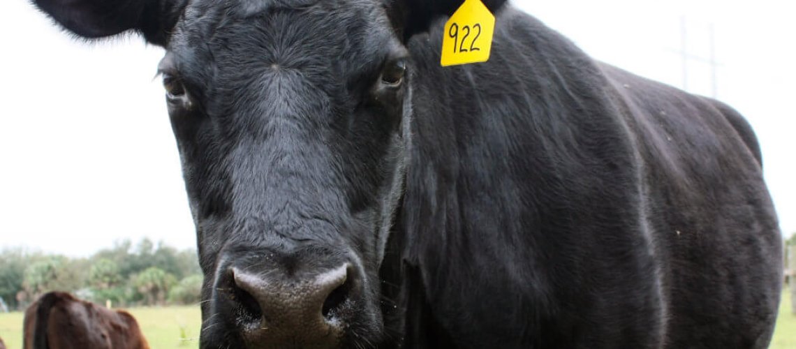 black-angus-cow-1024x683.jpg