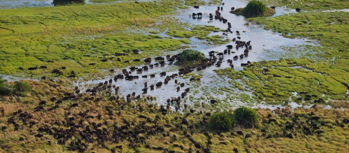 botswana-duba-plains-camp-aerial-view-of-landscape-wildebeest-migrating-safari-destinations.jpg