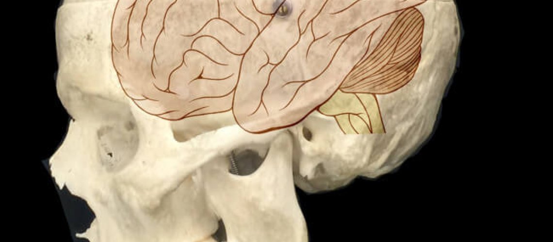 brain-.jpg