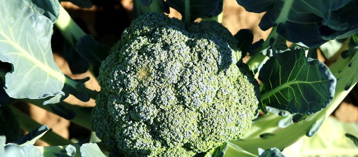 broccoli-.jpg