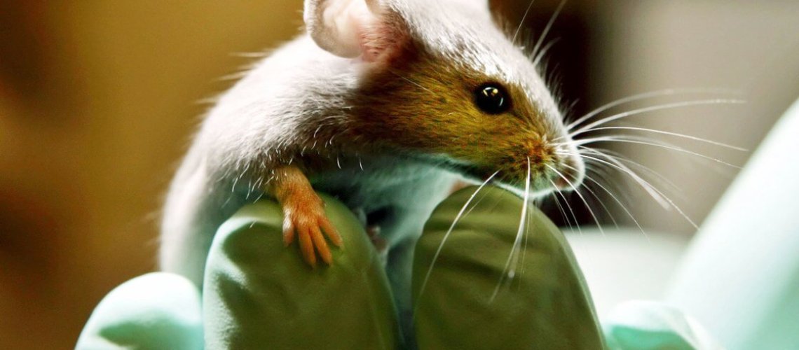 cantor-lab-mice-.jpg