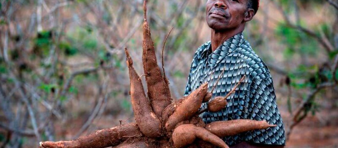 cassava.jpg