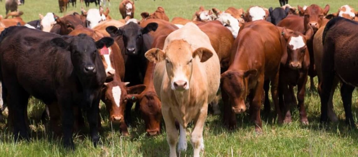 cattle-10-30-18-1024x683.jpg